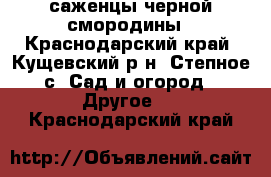 саженцы черной смородины - Краснодарский край, Кущевский р-н, Степное с. Сад и огород » Другое   . Краснодарский край